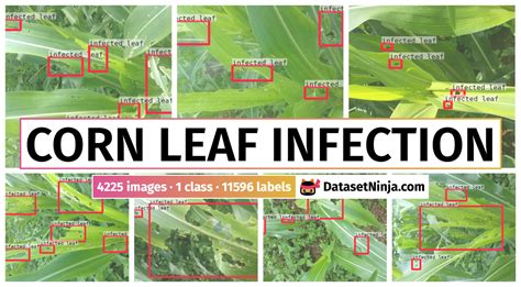 Corn Leaf Infection - Dataset Ninja