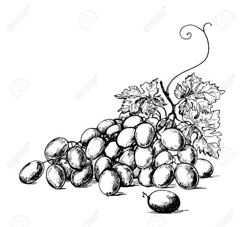 Drawing Of Grapes Bunch at Shirley Poe blog