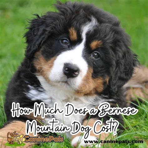 How Much Does a Bernese Mountain Dog Cost? How Much Is This Special Pup ...