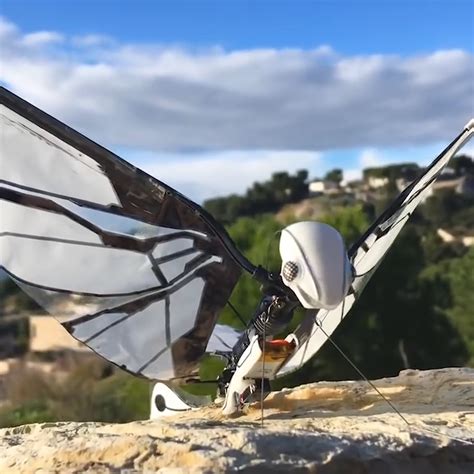 Robotic Bird Build 的图像结果