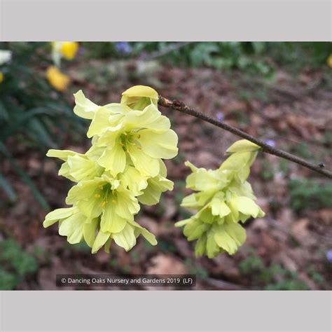 Corylopsis glabrescens 'Longwood Chimes', Winter Hazel – Dancing Oaks ...