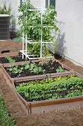 Image result for 24 Inch Tomato Cage