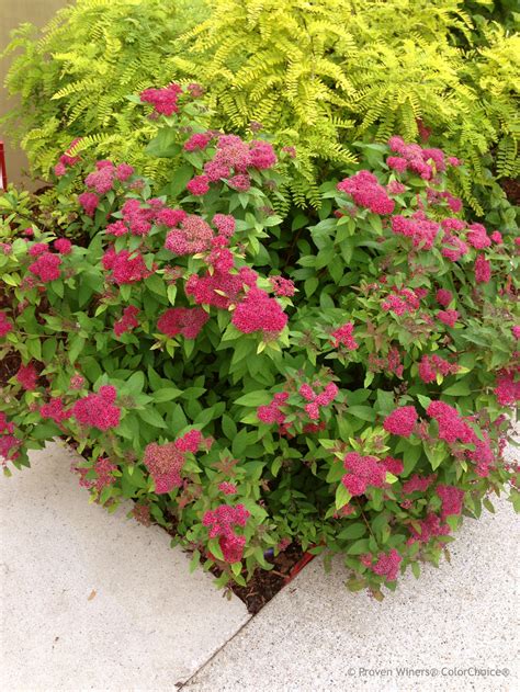Types Of Spirea Plants at Donald Peterson blog