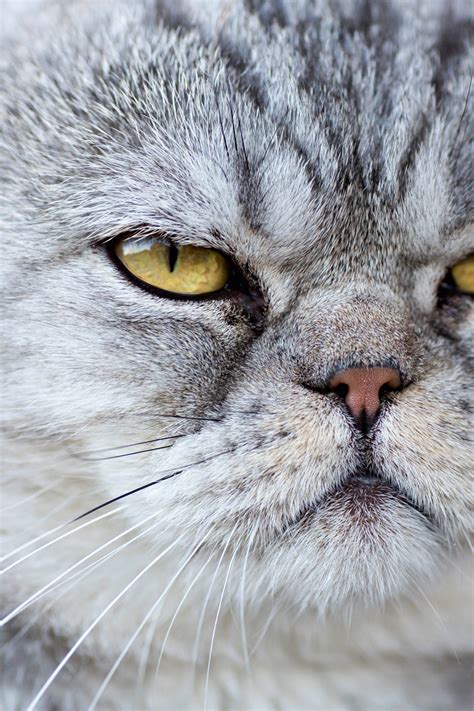 Cats With Human Faces