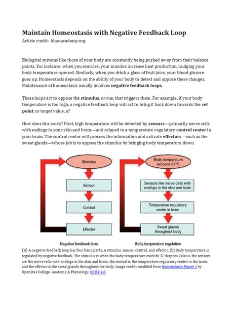 Image result for Feedback Loop for Homeostasis
