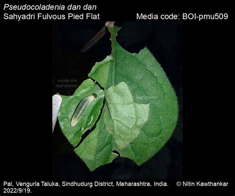 Pseudocoladenia dan dan | Butterfly