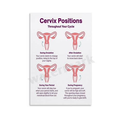 Pregnant Cervix Position Events In The Uterus & Ovary In The Cycle;