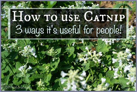 How To Use Catnip on Humans