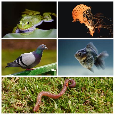 Multicellular organisms — lesson. Science State Board, Class 6.