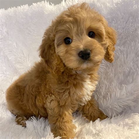 Image result for Cockapoo Terrier