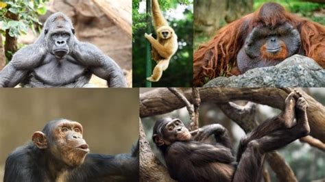 Image result for APES Crash Course