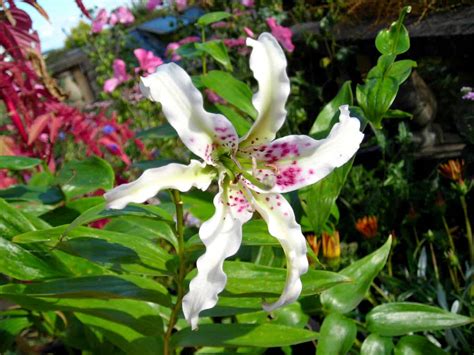 How to Grow and Care for Japanese Lilies? | Easy Way To Garden