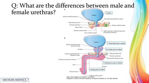 PPT - Urinary System PowerPoint Presentation, free download - ID:474553