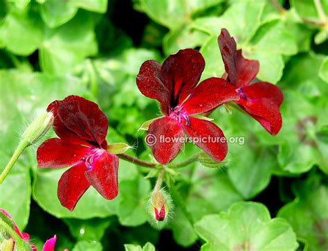 Geranium varieties, Pelargonium zonale varieties