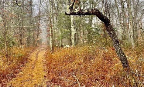 Guided Hike at Browning Woods Trail, Browning Woods Hiking Trails ...