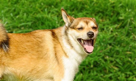 Image result for Rarest Dogs