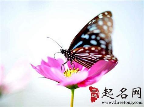 【梦蝴蝶摄影图片】北京植物园生活摄影_太平洋电脑网摄影部落