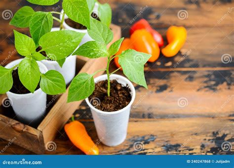 Bell Pepper Seedlings Indoors. Homegrown Plant Seedling, Bell Pepper ...
