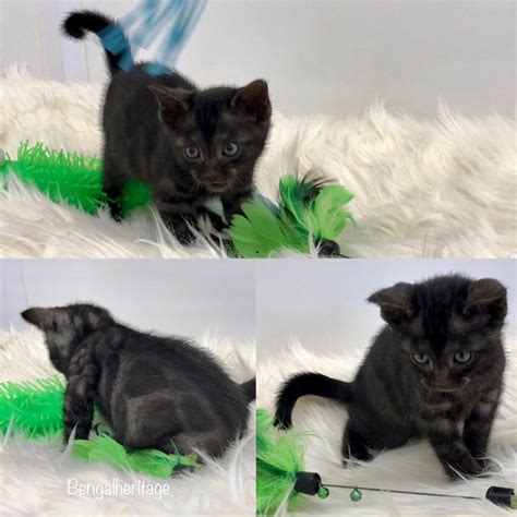 Black Bengal Kittens | Bengalheritage Cats Ltd. | VIEW MORE