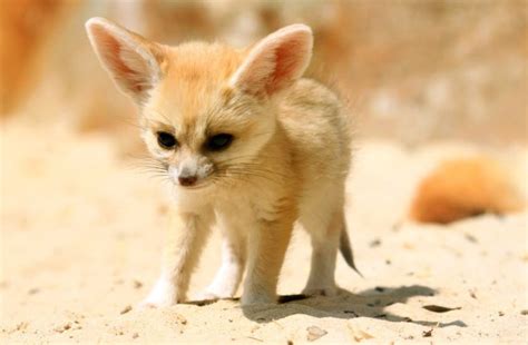 Fennec Fox Extinction 的图像结果