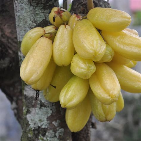 Bilimbi / Ilumbi - Yellow - Averrhoa bilimbi Fruit Plant – M-Tech Gardens
