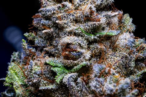 Strain-Gallery: Jelly Donutz (Humboldt Seed Company) PIC #29771 by ...