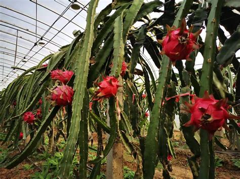 广西隆安县火龙果种植引进补光系统 | 国际果蔬报道