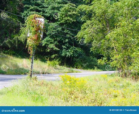 Ivy Covered Speed Limit Sign Stock Photo - Image of plant, life: 89138130