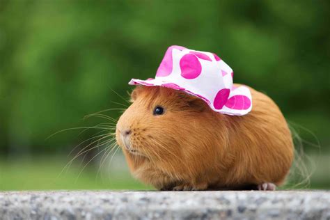 [100+] Cute Guinea Pig Pictures | Wallpapers.com