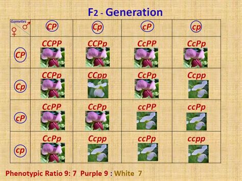 Image result for Complementary Genes