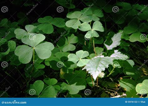 3 leaf clovers stock photo. Image of light, leaves, leafs - 5976122
