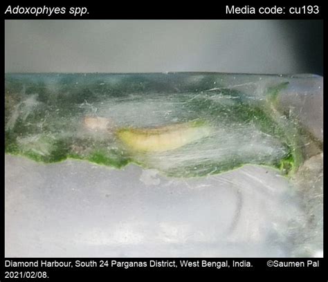 Adoxophyes spp. Meyrick, 1881 - | Moths