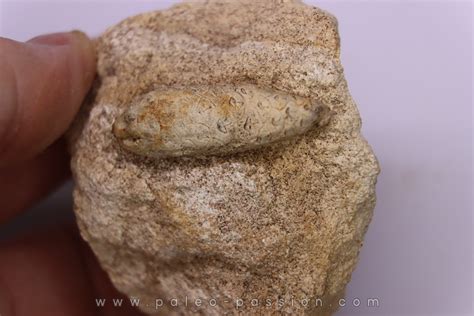 Equicalastrobus upper Eocene Western Sahara, rio del oro Region of ...