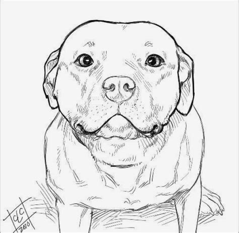 Pin by Eilis Kinnane on dogs | Pitbull drawing, Dog drawing, Pitbull art