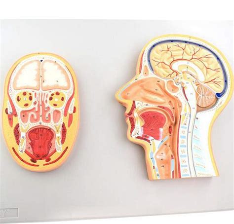Buy JL Scientific Anatomical Head Mid-Sagittal Section Model, Showing ...