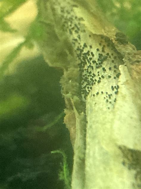 How to Test Wood for Aquariums 的图像结果