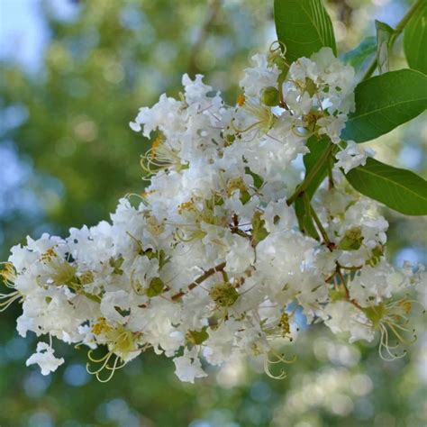 Crape Myrtle Plant Care