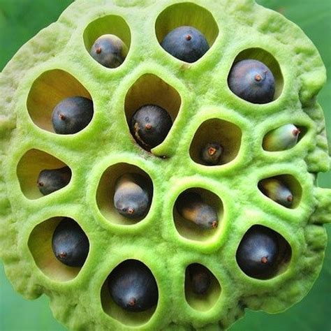Lotus Seed Pod Skin Infection Aquatic Lotus Seed Heads Pods For