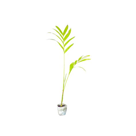 Buy Areca Nut Online | Manbhawan Nursery