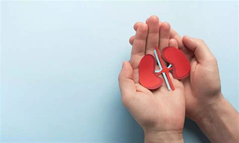 Children With Single Kidney Can Thrive Through Evidence-Based Care: Experts