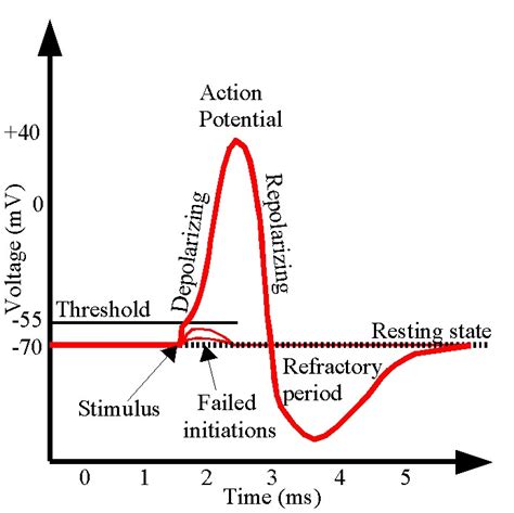 Image result for Action Potential
