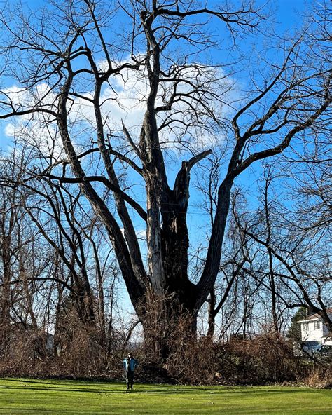 Upstate New York tree hunter just discovered the biggest tree in NY (maybe the biggest of its ...