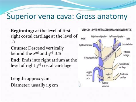 Vena cava anatomy and variants | PPTX