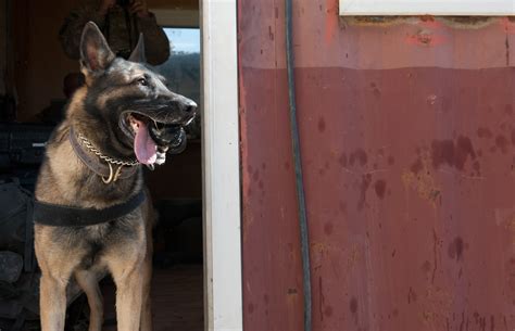 Pooch sniffs out things that could go bang | Article | The United ...