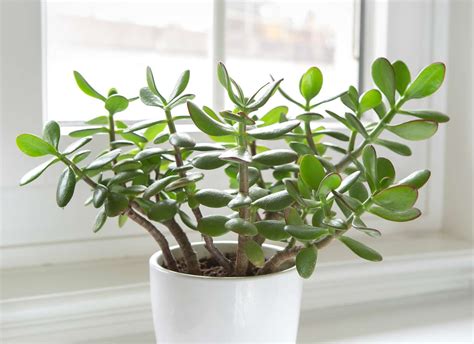 29 Common Houseplants That Are Popular for Good Reason