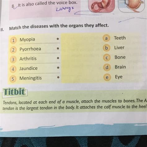 Match the organs slove it - Brainly.in