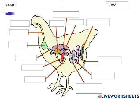 Image result for Chicken Digestive System
