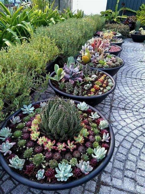 18 Succulents ideas | succulents, planting succulents, succulents garden