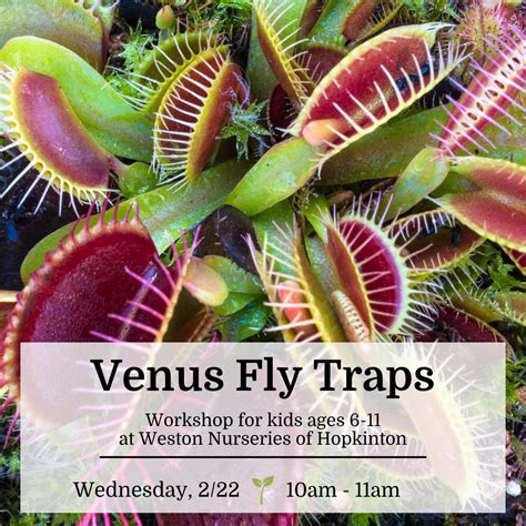 Do Venus Fly Traps Have Genders at Patricia Flores blog
