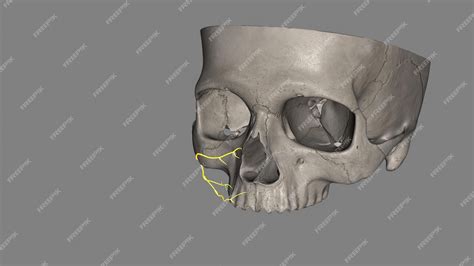 Premium Photo | The zygomatic branches of the facial nerve malar branches are nerves of the face